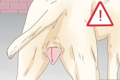 How to Know if a Female Dog Is Fertile