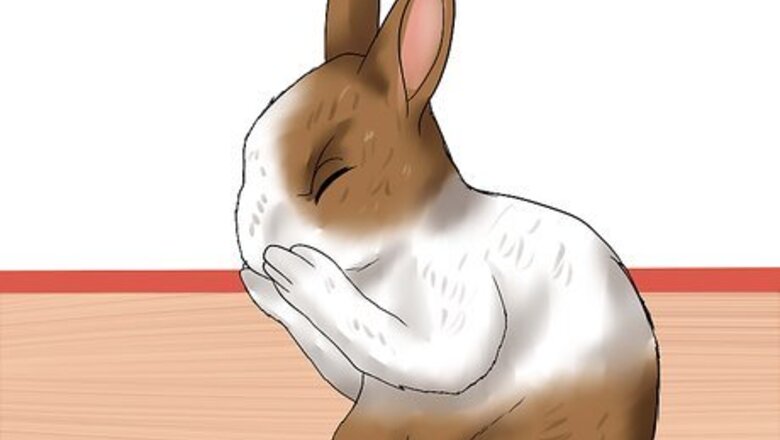How to Diagnose Snuffles (Pasteurella) in Rabbits