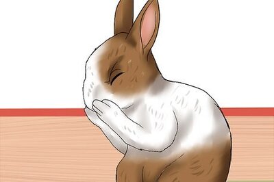 How to Diagnose Snuffles (Pasteurella) in Rabbits