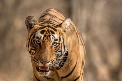 Mutilated Carcass of Tiger Cub Found in Bandhavgarh Buffer Zone