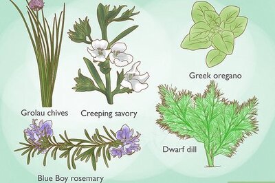 How to Grow Herbs Indoors Under Lights