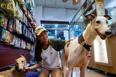 Hundreds of Macau Greyhounds are Waiting to Find New Home, After Dog Racing Ends