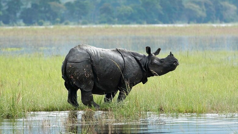 Kaziranga National Park Reopens for Tourists after Monsoon