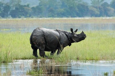Kaziranga National Park Reopens for Tourists after Monsoon