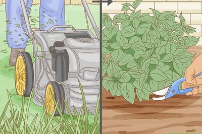 How to Get Rid of Rabbits