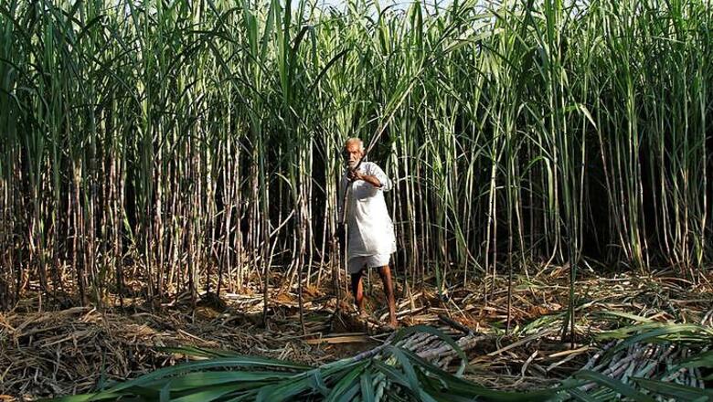 Sugar Production in October, November Inches Up to 39.73 Lakh Tonne