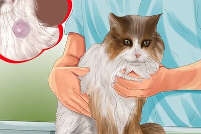 How to Identify Lumps on Your Cat