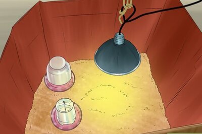 How to Tame a Baby Quail