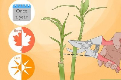 How to Prune Bamboo