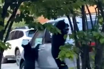 Watch: Mother Bear And Her Cubs Steal Bag Of Chips From A Car