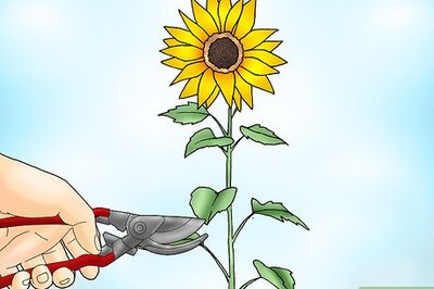 How to Prune Sunflowers