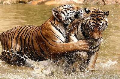 PM to inaugurate international meet on Tiger conservation