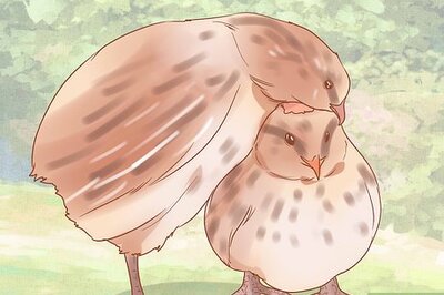 How to Treat Feather Loss in Quail