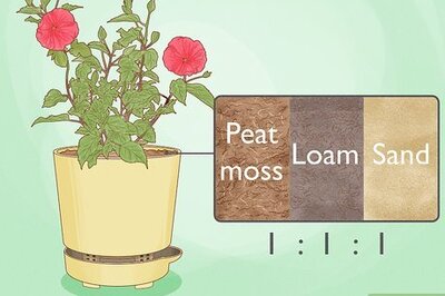 How to Care for a Hibiscus Plant