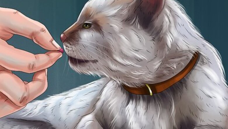 How to Train Your Cat with Positive Reinforcement