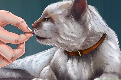 How to Train Your Cat with Positive Reinforcement