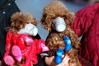 Don't Kiss Your Pets, Keep Them Clean; They May Catch Coronavirus From You