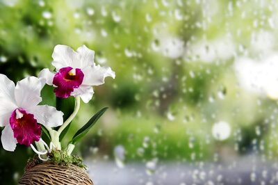 Transform Your Home for the Monsoon Season with These Expert Tips