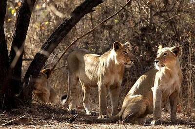 92 Asiatic lions died in Gujarat in last two years