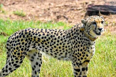 Kuno To Release 5 More Cheetahs Into the Wild; Exact Cause of Uday’s Death Still Unclear