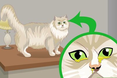 How to Treat Feline Upper Respiratory Illness