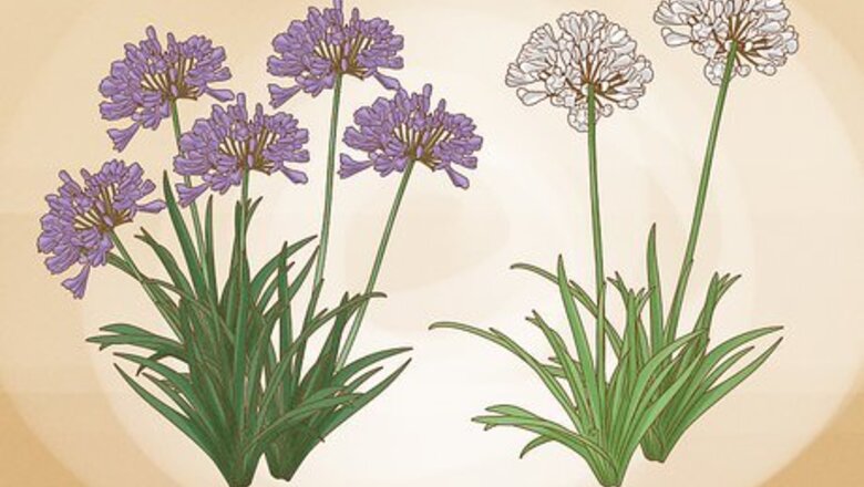 How to Grow Agapanthus