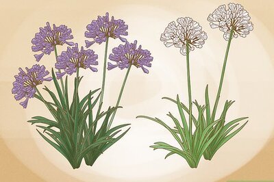 How to Grow Agapanthus