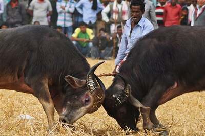 Gauhati HC Issues Temporary Ban on Buffalo Fights in Assam After Petition by PETA India