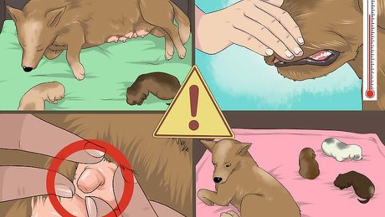 How to Take a Mother Dog to a Postnatal Veterinary Exam