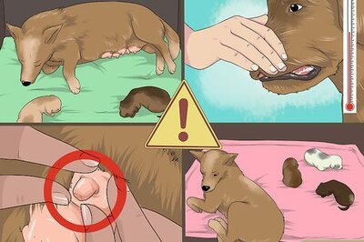 How to Take a Mother Dog to a Postnatal Veterinary Exam