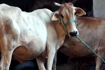 Nearly 1,200 Cattle Die as Lumpy Disease Outbreak Hits Rajasthan; Govt Swings into Action