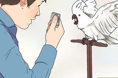 How to Train Parrots to Make Less Noise