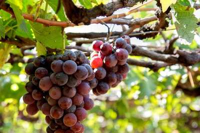 Sipping Sunshine: Exploring India's Sun-Kissed Vineyards