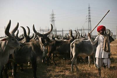 All India Kisan Sabha Says Cattle Ban Notification Violates Fundamental Rights, Files PIL in SC