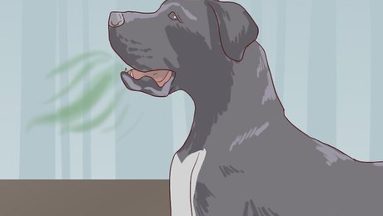 How to Check for Signs of Dental Disease in Dogs