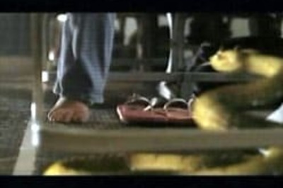 Real life twist for Snakes on a Plane