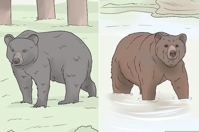 How to Escape from Dangerous Forest Animals