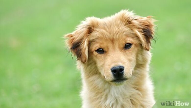 How to Teach a Puppy to Come