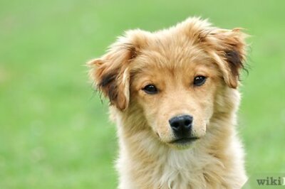 How to Teach a Puppy to Come