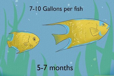 How to Tell the Sex of an Angelfish