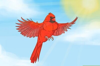 Reasons God Sends Cardinals & What to Do When You See One