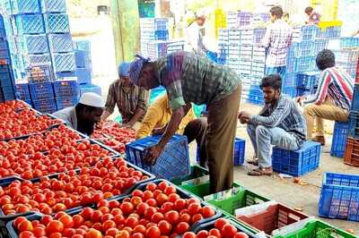 Buy Tomatoes At Discounted Prices From THESE Locations In Delhi-NCR, Lucknow