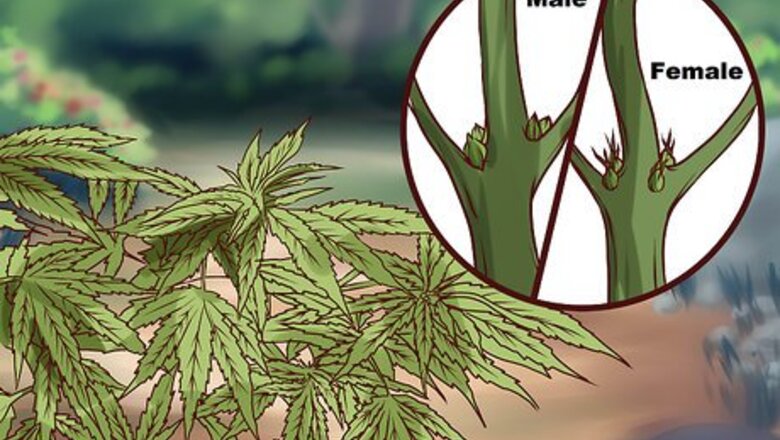 How to Maximize the Benefits of Medical Marijuana Clones