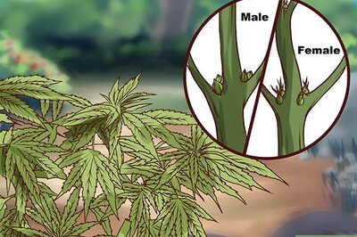How to Maximize the Benefits of Medical Marijuana Clones