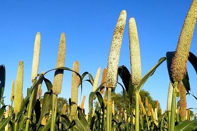 UGC to Celebrate 2023 as International Year of Millets, Asks Colleges to Create Awareness About the Benefits of the Grain