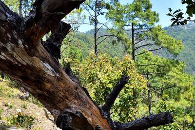 Demand for Woods for Funeral Pyres Leads To Deforestation in Uttarakhand, Activist Calls For Green Cremations