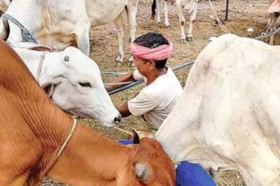 Amid Lumpy Skin Disease Spread, Maha to Vaccinate Cattle for Free