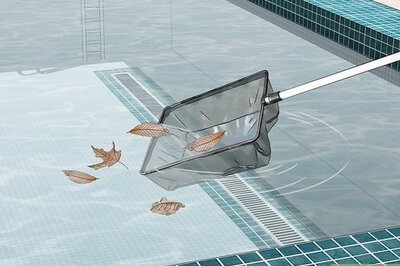 How to Keep Wolf Spiders Out of a Pool