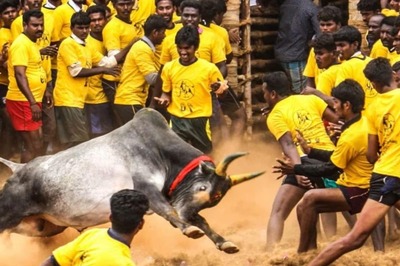 YouTuber Films Jallikattu Bull Made To Chew Live Rooster, Sparks Outrage