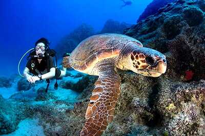 See Spectacular Underwater Species at These Diving Destinations